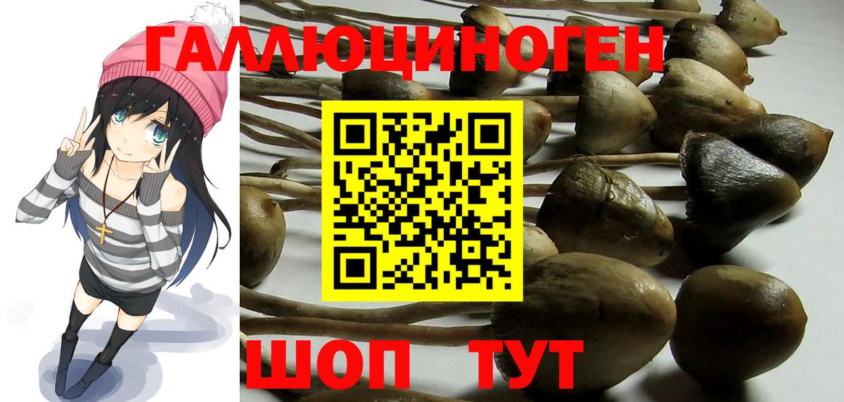 Хабаровск  Псилоцибиновые грибы GOLDEN TEACHER  Вход с VPN  Галлюциногенные грибы Cubensis 